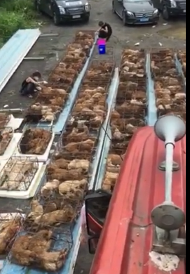 廣州619救狗事件急征醫(yī)療志愿者，拯救1200只生靈！