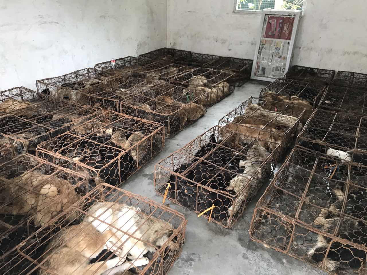 廣州619救狗事件急征醫(yī)療志愿者，拯救1200只生靈！