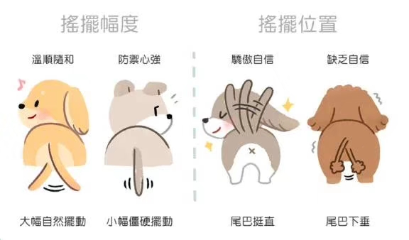 怎么從狗狗尾巴看性格？