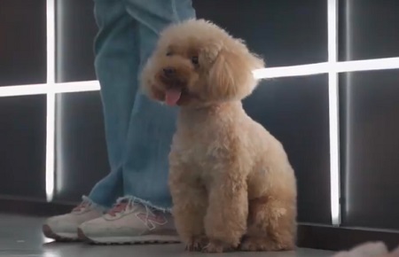 狗絕育手術(shù)多少錢