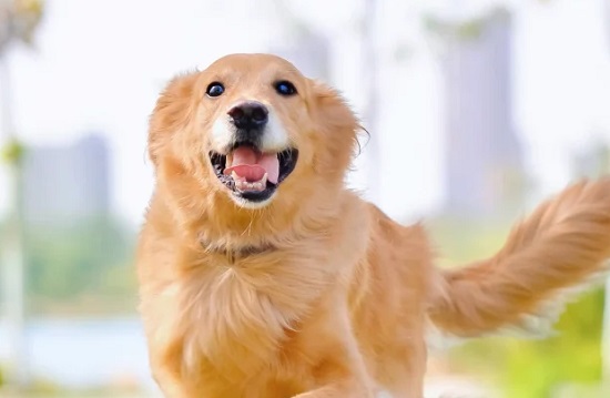 狗狗有瘤如何控制？