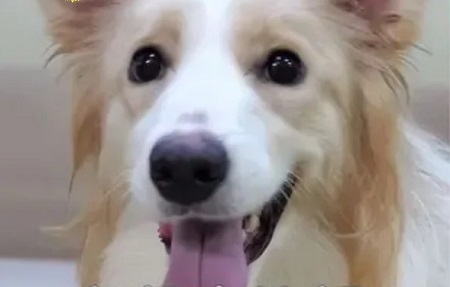 狗狗乳腺炎的癥狀