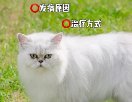 貓咪接種疫苗后會有什么不良反應(yīng)？