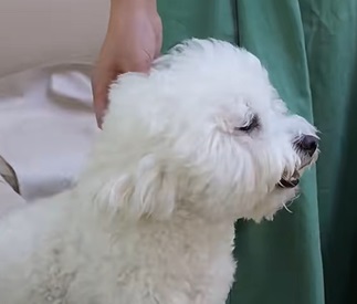 狗瘟能不能治好？