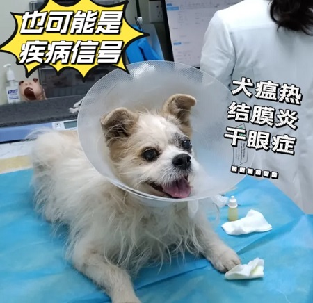 狗狗嘔吐狗糧和食物怎么回