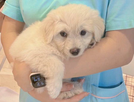 狗狗最近總是尿失禁是什么原因