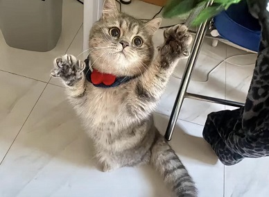 貓厭食不吃東西怎么辦 ？