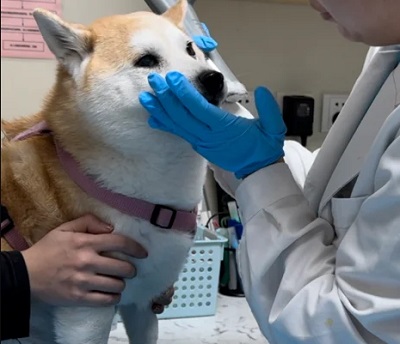 狗狗總是磨屁股是怎么回事