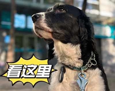 細小病毒狗狗撐過幾天可以沒事？