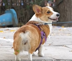 怎么挑選健康的狗狗？