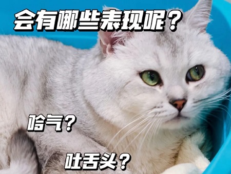 貓傳腹不吃東西是否可以皮