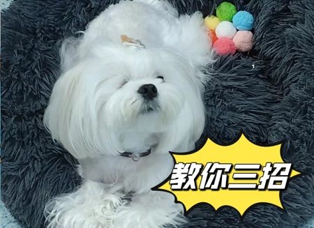 狗狗便血肛門紅腫怎么辦？