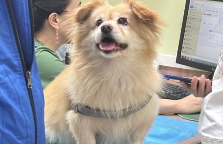 狗鼻子禿毛是怎么回事？