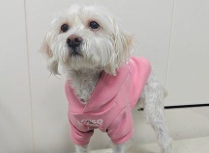 狗狗吐血吐蟲子是怎么回事
