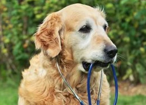 狗狗胰腺炎好了又吐了