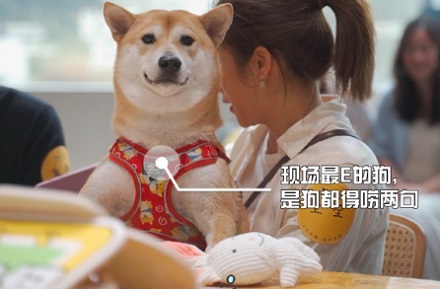 狗狗走路一瘸一拐，怎么回事？