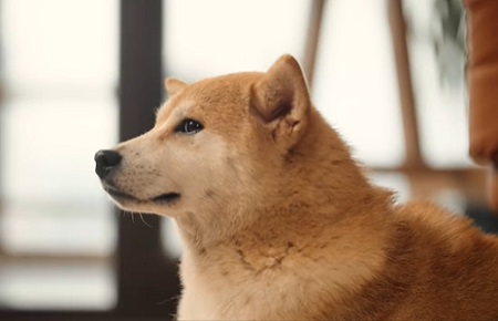 狗狗腳趾炎用什么藥？