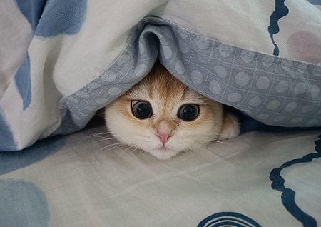 小貓眼屎多是什么原因？