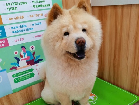 小狗不吃東西還嘔吐沒精神