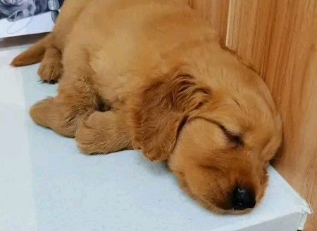 狗狗腸胃炎要斷食斷水多少天？