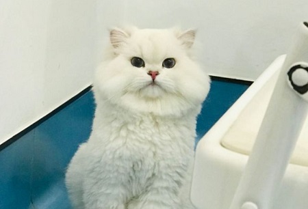 小貓便便有血怎么回事？